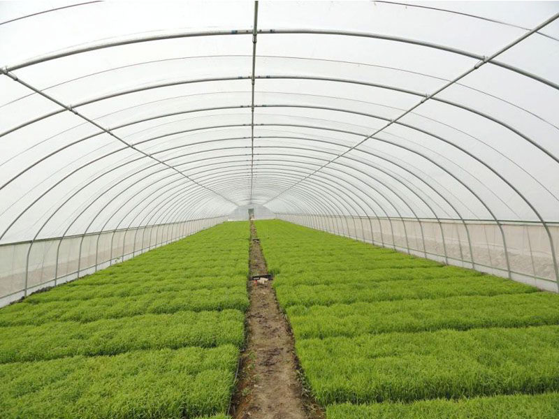 農(nóng)業(yè)蔬菜大棚管