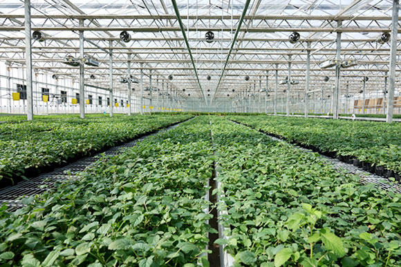 尉氏-農業蔬菜大棚管